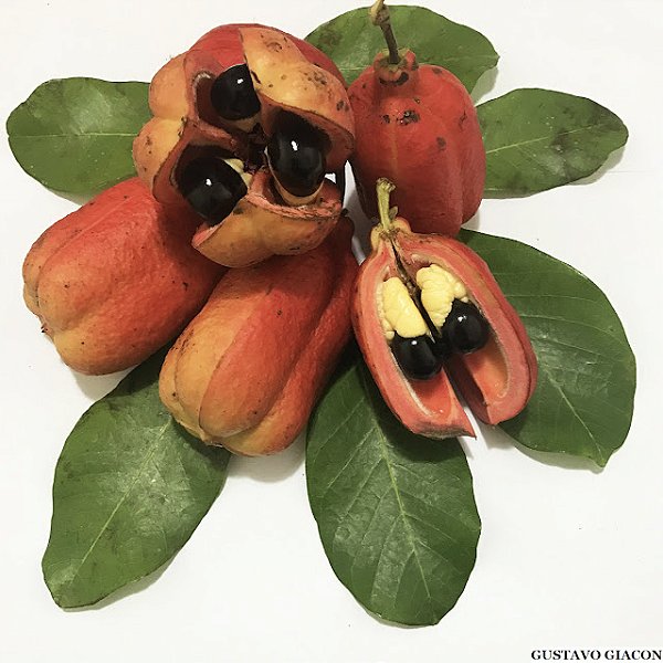 AKEE ou CASTANHA AFRICANA (Blighia sapida) - Muda com 60 a 80 cm