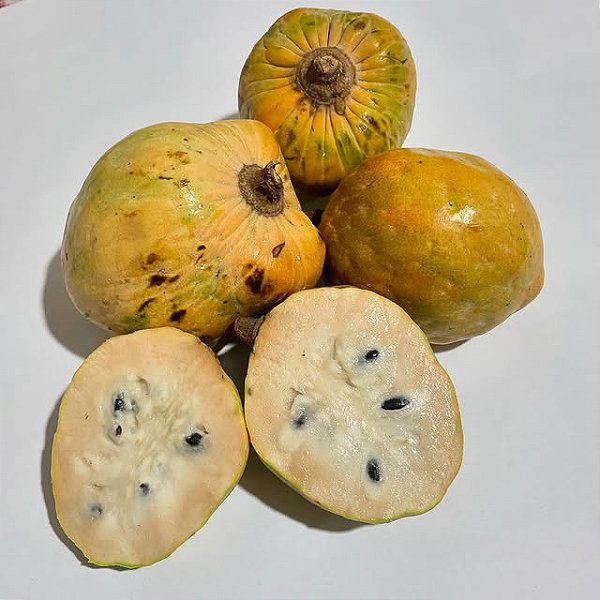 FRUTA DA CONDESSA (Annona reticulata) - Muda Enxertada com 1m a 1,20m