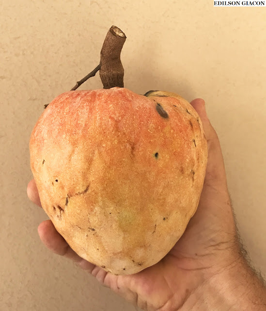 FRUTA DA CONDESSA (Annona reticulata) - Muda Enxertada com 1m a 1,20m