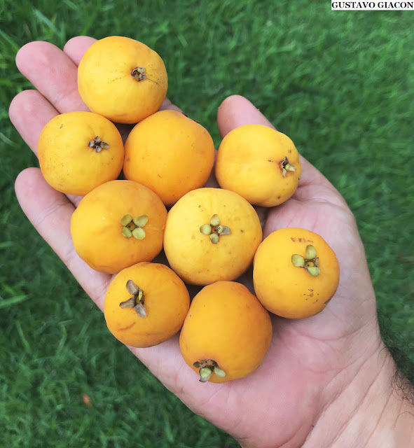 ARAÇÁ PIRANGA (Eugenia leitonii) - Muda com 30 cm