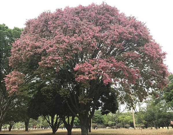 CASTANHA SAPUCAIA ROSA (Lecythis pisonis) - Muda com até 60 cm