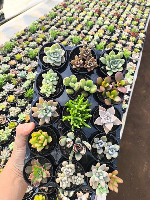 CAIXA COM 15 SUCULENTAS DIVERSAS