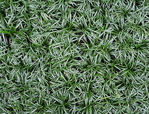 GRAMA PRETA - BANDEJA COM 64 MUDAS (Ophiopogon japonicus)