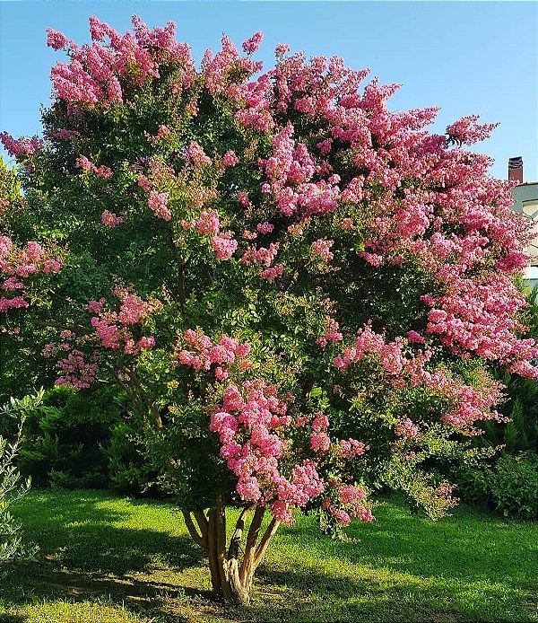 RESEDÁ GIGANTE (Lagerstroemia speciosa) - Muda com 1,20 a 1,50m