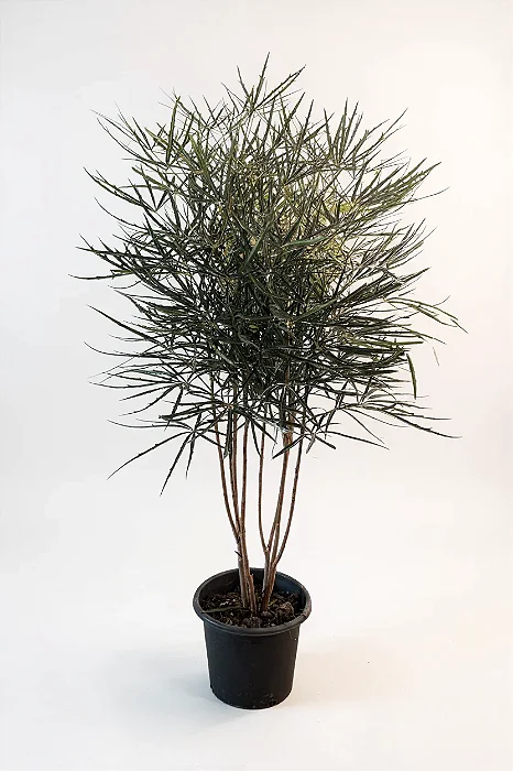 ARÁLIA ou FALSA ARÁLIA (Plerandra elegantissima) - Muda com 1,20 a 1,50m