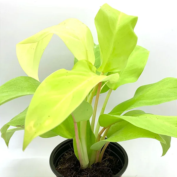 FILODENDRO LEMON LINE (Philodendron ‘Lemon Lime’) - Pote 15