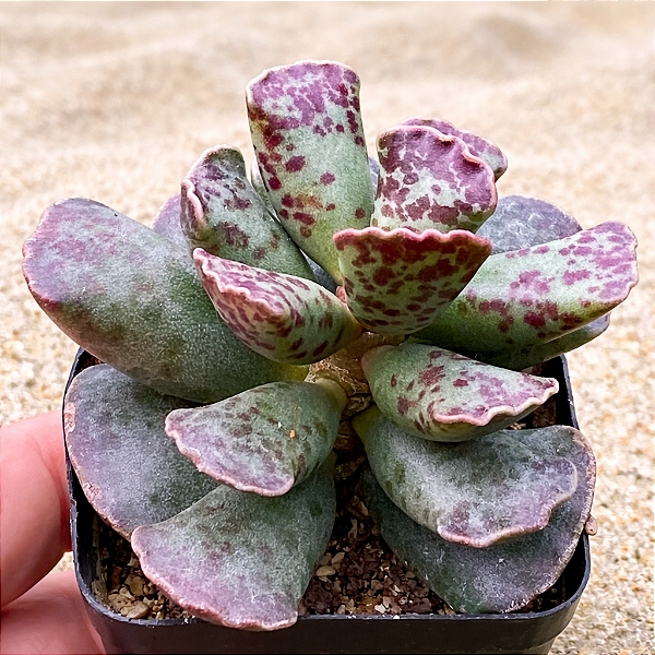 PATA DE TARTARUGA (Adromischus cooperi) - Pote 9