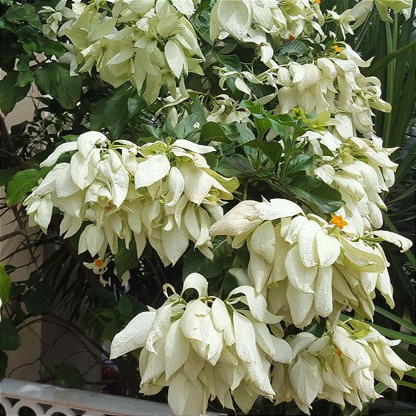 MUSSAENDA BRANCA (Mussaenda philippica) - Muda com 40 a 60 cm