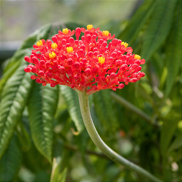MERTHIOLATE ou CORAL (Jatropha multifida) - Muda com 80 cm a 1 metro