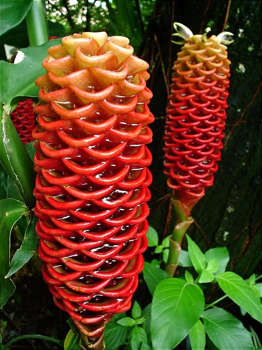 GENGIBRE ORNAMENTAL ou MAGNÍFICO (Zingiber spectabile) - Muda com 70 cm a 1 metro