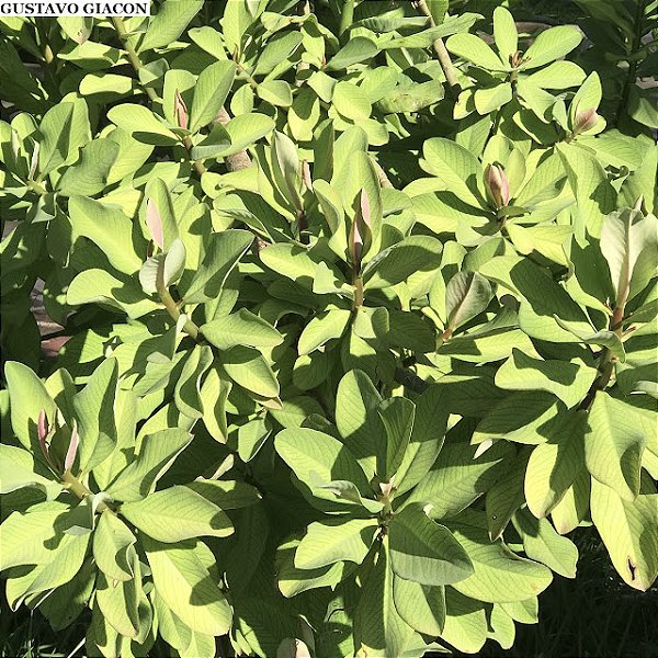 JANAÚBA (Synadenium Grantii) - Muda com até 60 cm