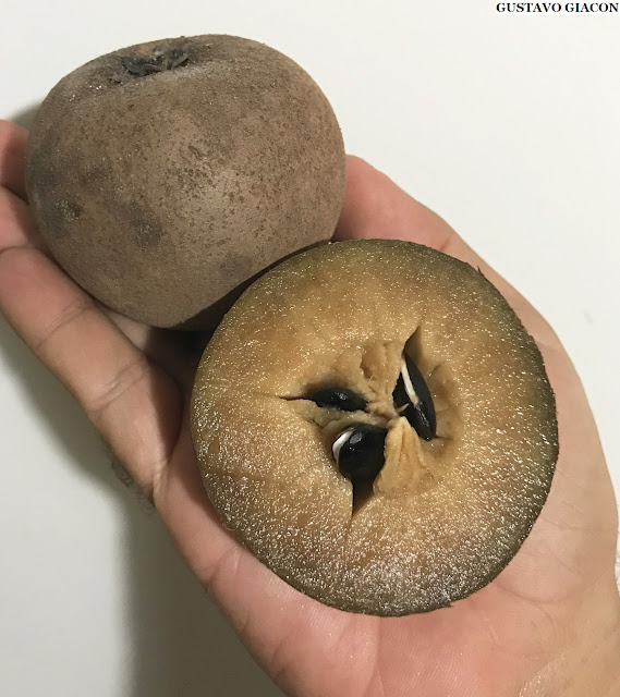 SAPOTI (Manilkara zapota) - Muda Enxertada com até 1 metro