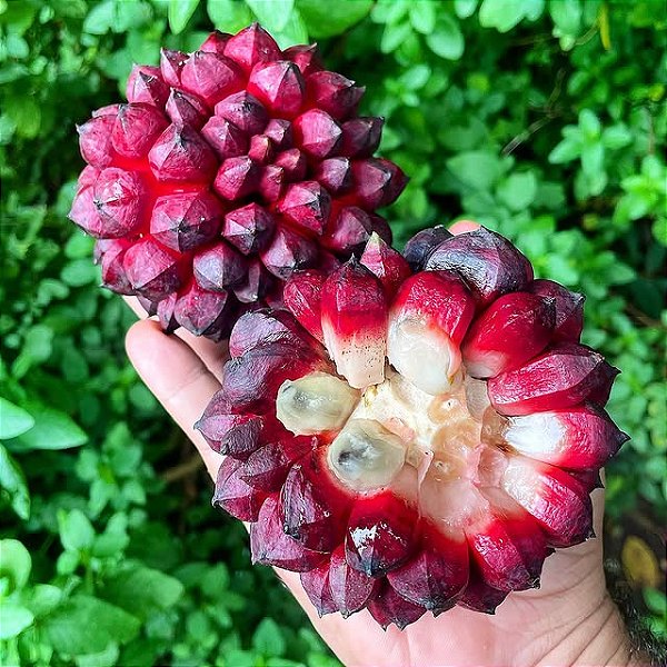 PINDAÚVA ou PINDAÍBA (Duguetia lanceolata) - Muda com 30 a 40 cm