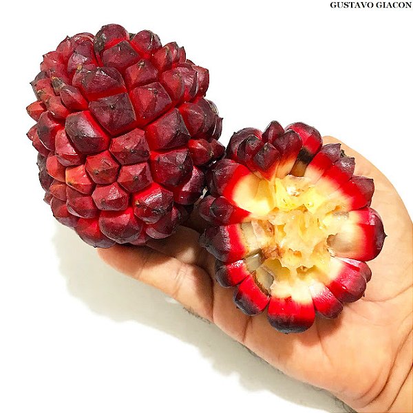 PINDAÚVA ou PINDAÍBA (Duguetia lanceolata) - Muda com 30 a 40 cm