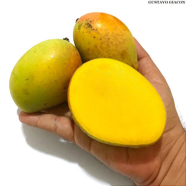 MANGA PELE DE MOÇA (Mangifera indica) - Muda Enxertada com até 1 metro