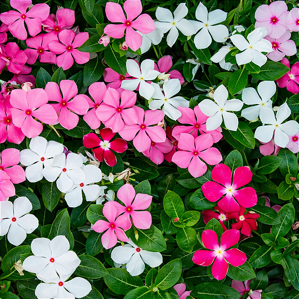 VINCA (Catharanthus roseus)