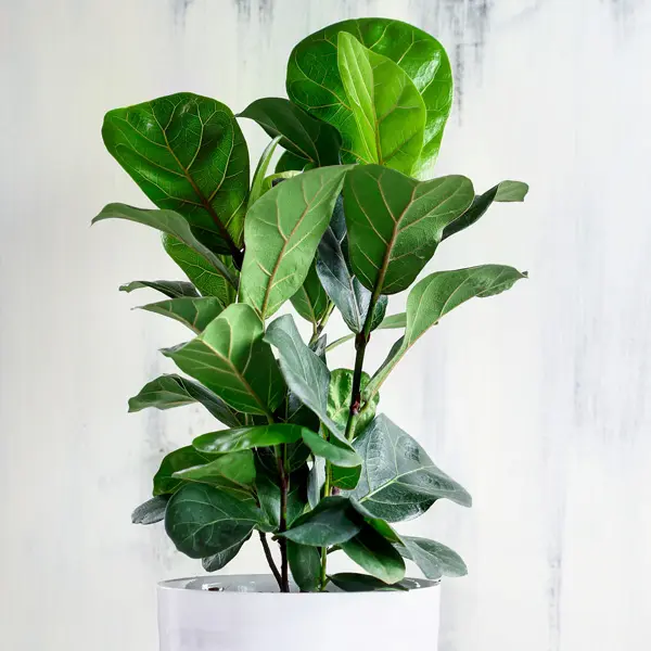 Ficus Lyrata - Pote 17