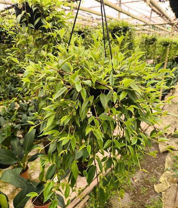 COLUMÉIA BAMBU - Cuia 21