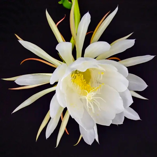RAINHA DA NOITE (Epiphyllum oxypetalum) - Cuia 21