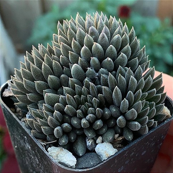 OURIÇO (Sinocrassula yunnanensis) - Pote 9