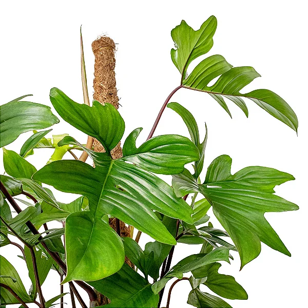 Philodendron pedatum - Pote 15