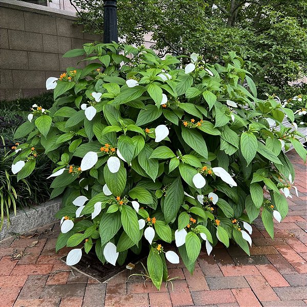 MUSSAENDA FRONDOSA - Muda com até 60 cm