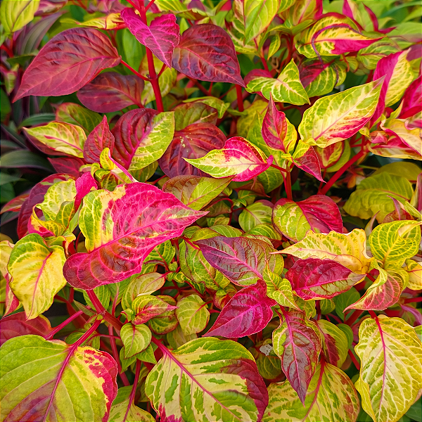 IRESINE CARNAVAL (Iresine herbstii 'Carnaval')