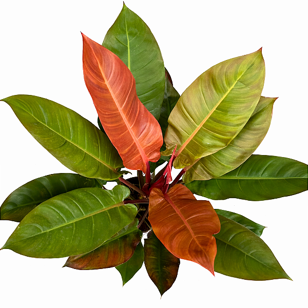 FILODENDRO RED SUN (Philodendron Red Sun) - Pote 17 com 30 cm
