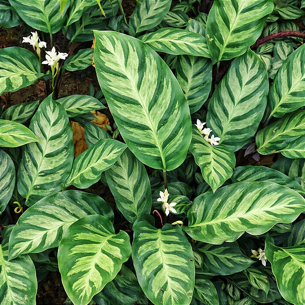 Maranta Franjada ou Calathea lietzei - Pote 17 com 30 cm