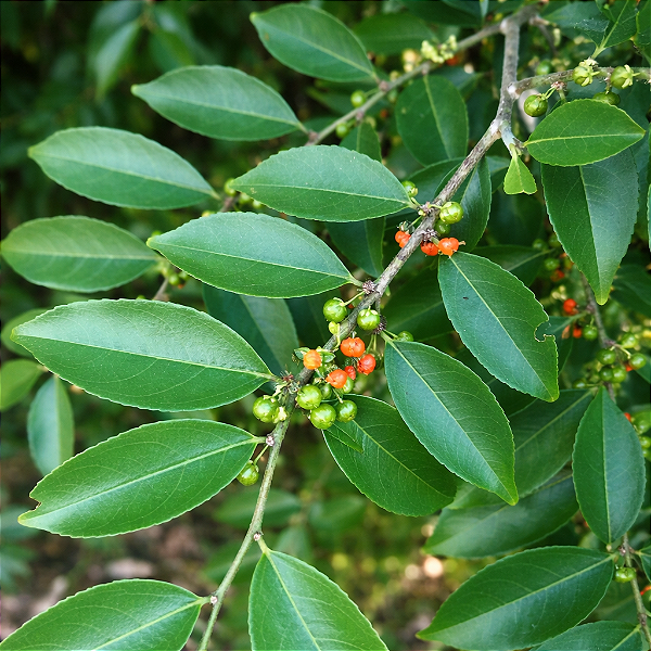 GUAÇATONGA (Caesaria sylvestris) - Muda com até 60 cm