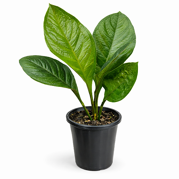 Anthurium jenmanii - Pote 19