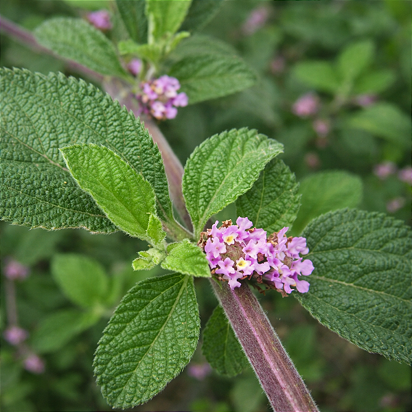 ERVA CIDREIRA BRASILEIRA (Lippia alba)