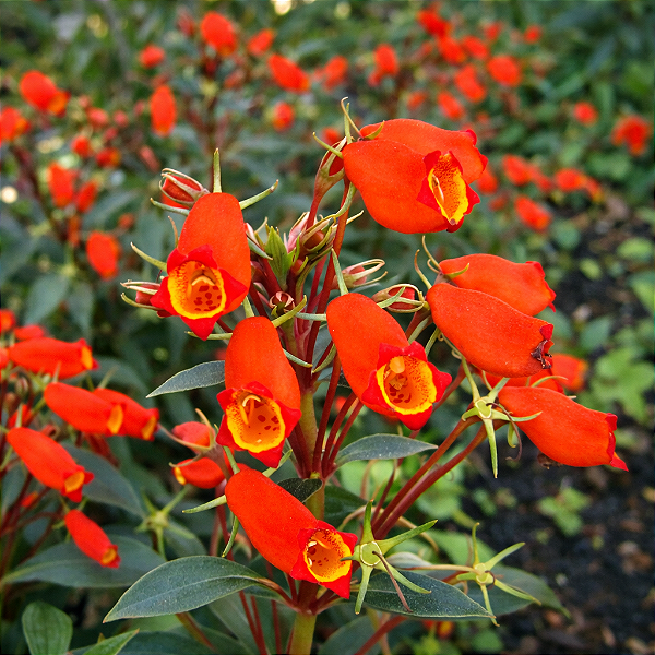 SEMÂNIA (Seemannia sylvatica)