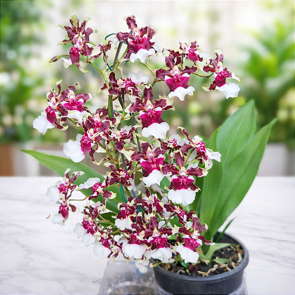 ORQUÍDEA CHOCOLATE (Oncidium Sharry Baby) - Pote 15