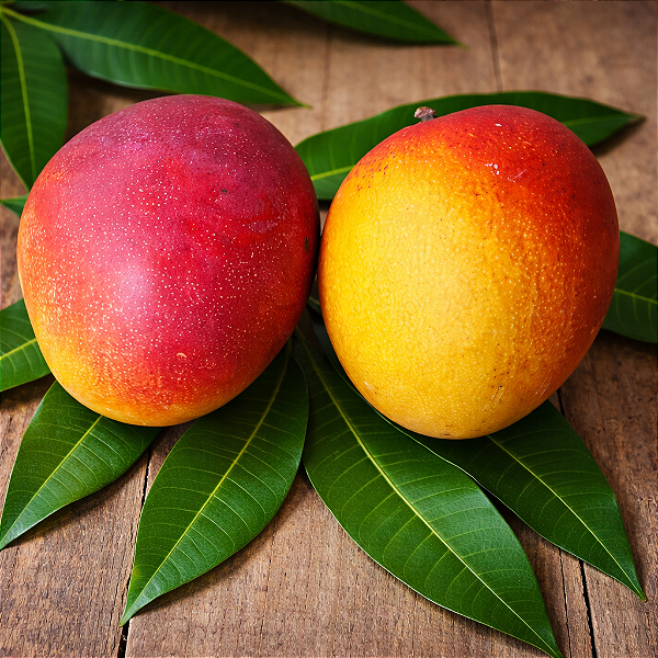 MANGA HADEN (Mangifera indica) - Muda Enxertada com até 1 metro