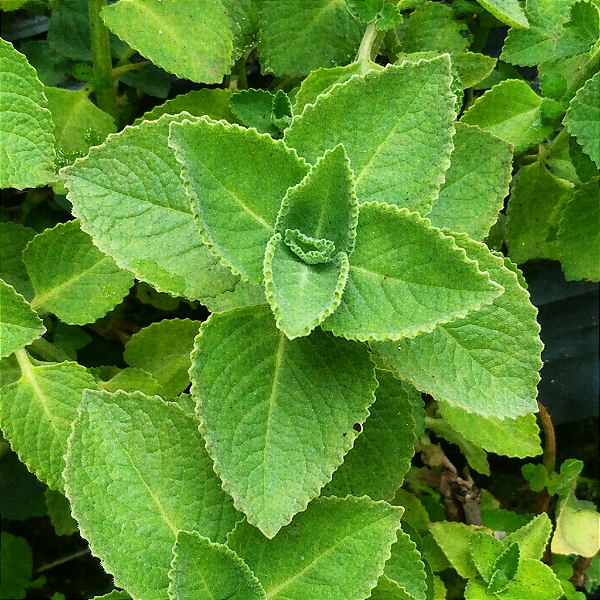 HORTELÃ PIMENTA (Plectranthus amboinicus)