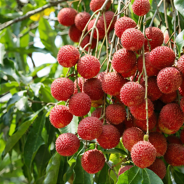 LICHIA GIGANTE KAIMANA DO HAVAÍ - Muda de Alporquia com até 1,30m (Litchi chinensis cv. Kaimana / lichia-kaimana)