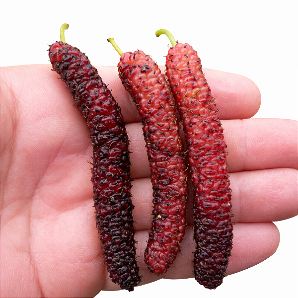 AMORA PAQUISTANESA - Muda Enxertada com até 70 cm (Morus macroura)