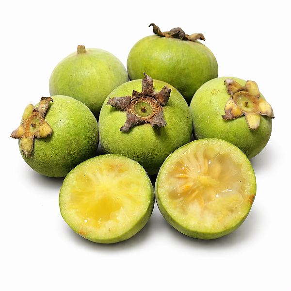 GABIROBA VERDE RUGOSA (Campomanesia schlechtendaliana) - Muda com até 70 cm