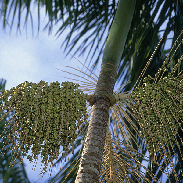 AÇAÍ BRANCO ou AÇAÍ TINGA (Euterpe oleracea) Muda com até 60 cm