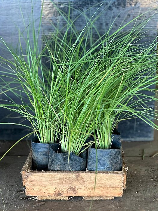 CAPIM DO TEXAS VERDE - CAIXA COM 10 MUDAS (Pennisetum setaceum)