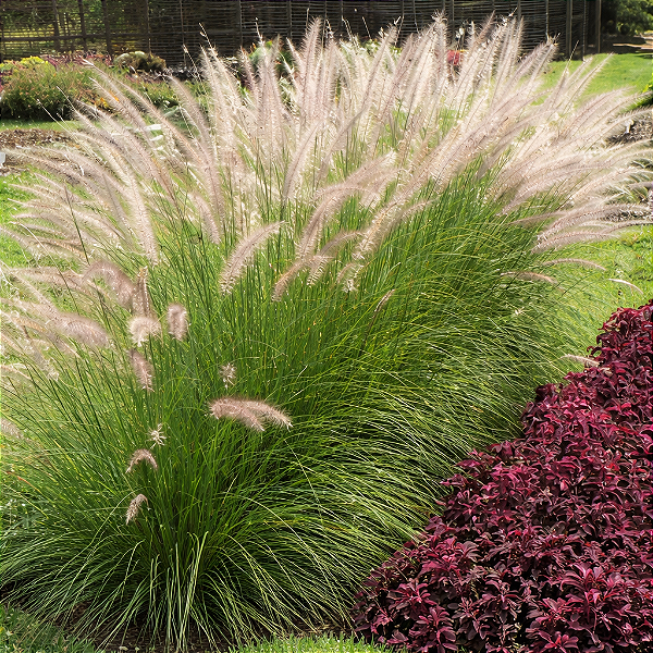 CAPIM DO TEXAS VERDE - CAIXA COM 10 MUDAS (Pennisetum setaceum)