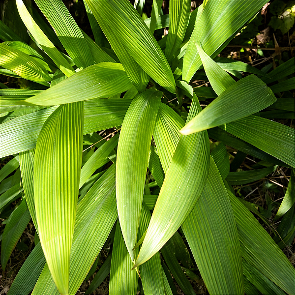 CAPIM SETARIA SULCATA (Setaria sulcata Raddi) - CAPIM-CANOÃO