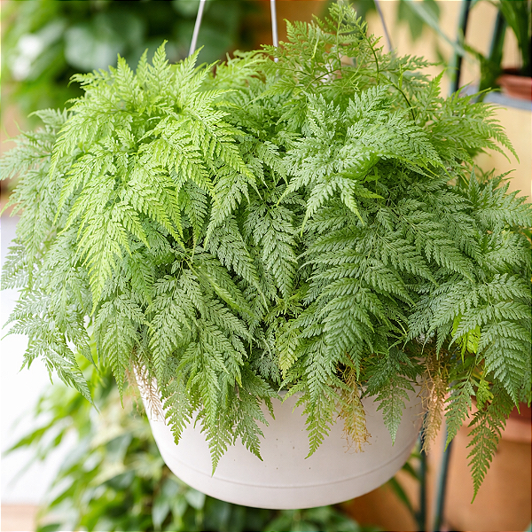 RENDA PORTUGUESA (Davallia fejeensis) - Cuia 21