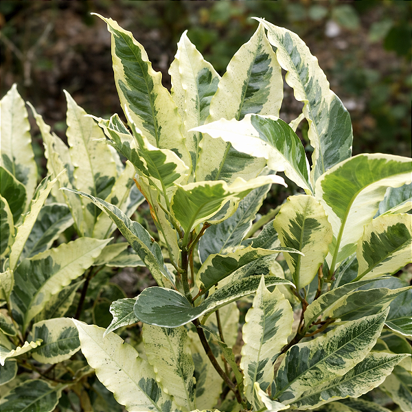 CRÓTON TAMARA VARIEGATA (Codiaeum variegatum 'Tamara') - Pote 14