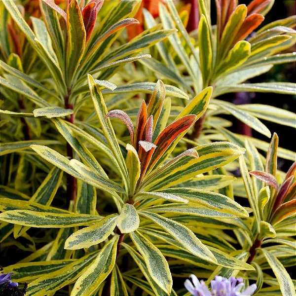 EUPHORBIA x martinii ‘ASCOT RAINBOW’ – Pote 13