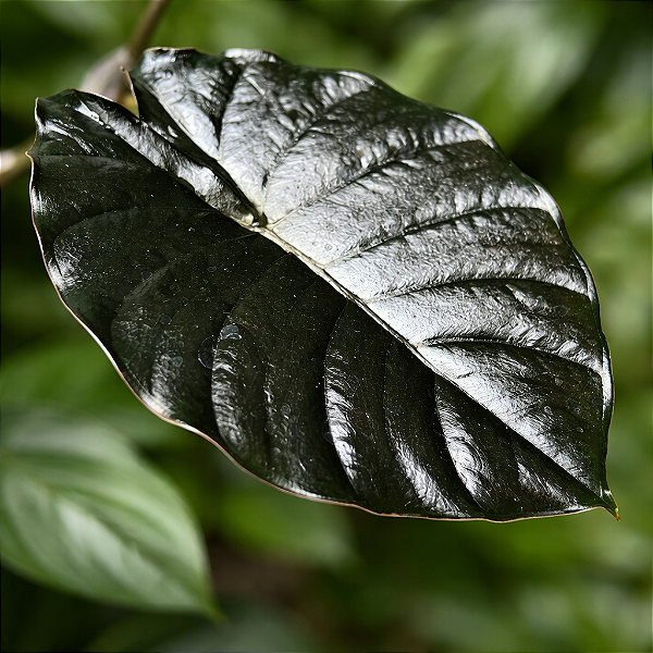 Alocasia infernalis - Pote 12