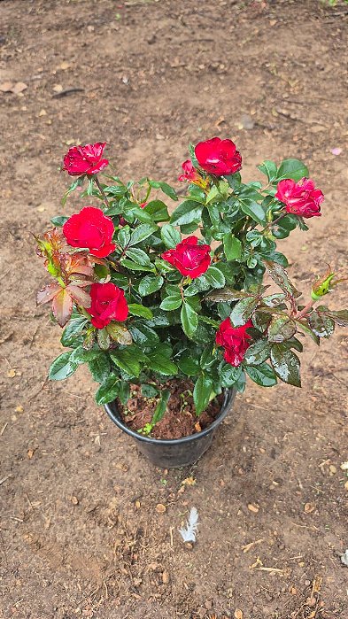 ROSA PRÍNCIPE ALEXANDRE - Pote 15