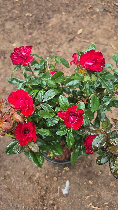 ROSA CAIPIRA - Pote 15