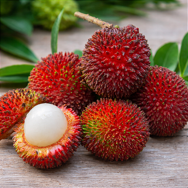 PULASAN (Nephelium mutabile) - Muda com 20 a 30 cm